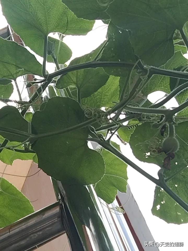 这个葫芦，你可要争气啊，你要是挂了，我可保不住你了，有人多次说要搞死你了，我都说