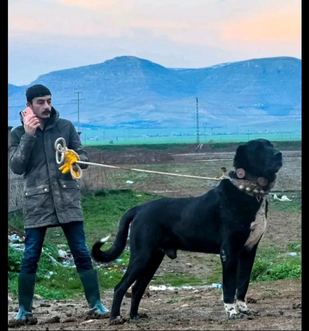 远山暮色，旷野忠魂 猛犬为伴，自在山野 游牧民族刻在血脉里的野性与温柔