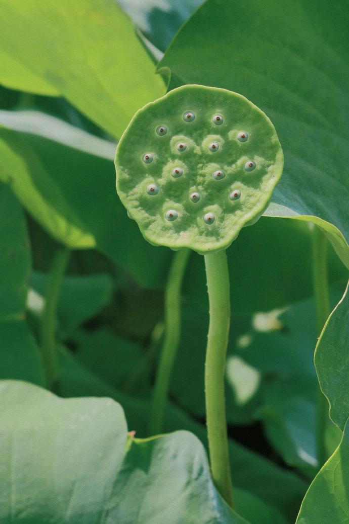 夏日荷花 ​​​