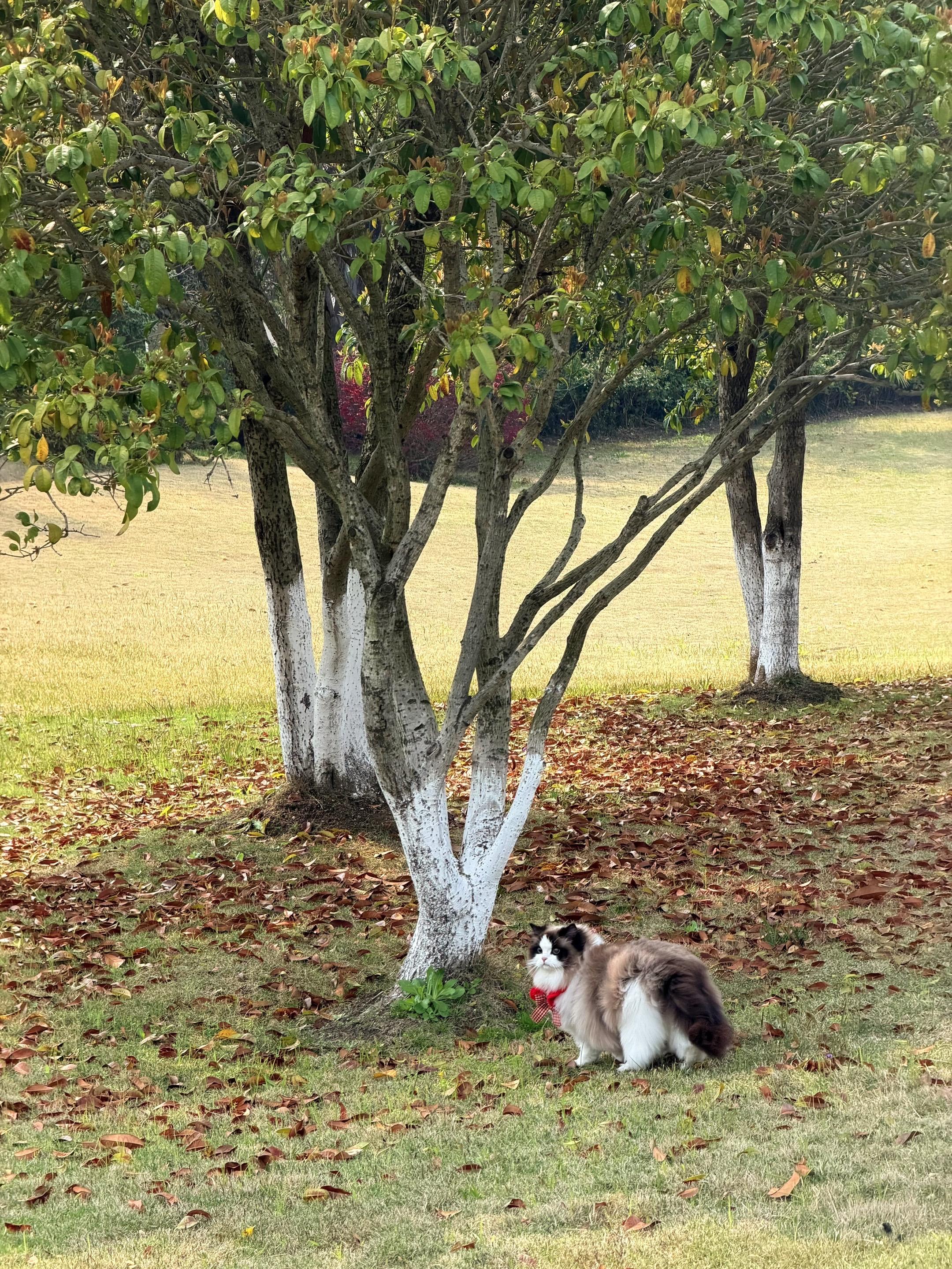【OPM布偶猫舍】——貂蝉。实况还原美貌