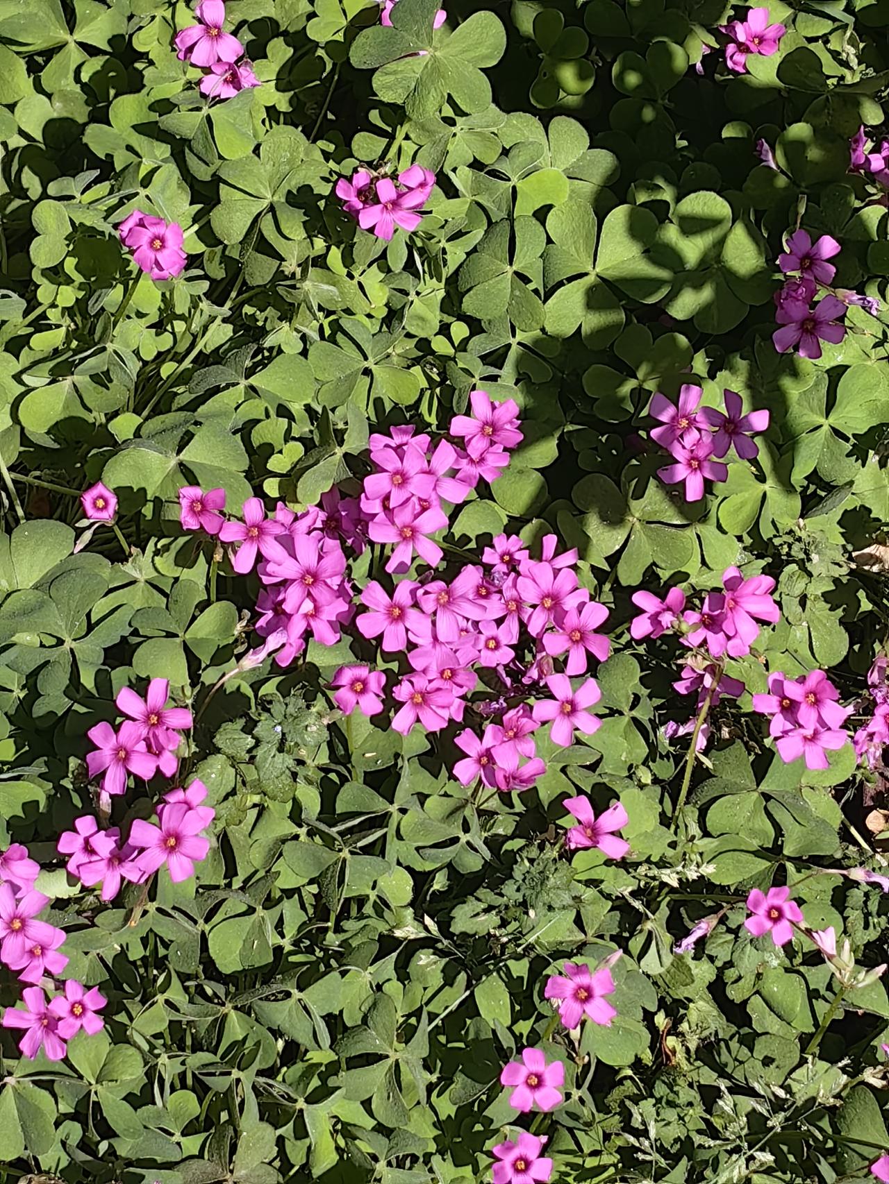 痔疮手术后第五天，我仍在为排便困难煎熬着

昨天是我痔疮手术后的第五天了，排尿困