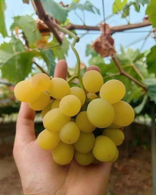 🍇阳光吻过的小月亮，指尖都沾着蜜光✨。日子该是这般饱满，甜得恰到好处呀~