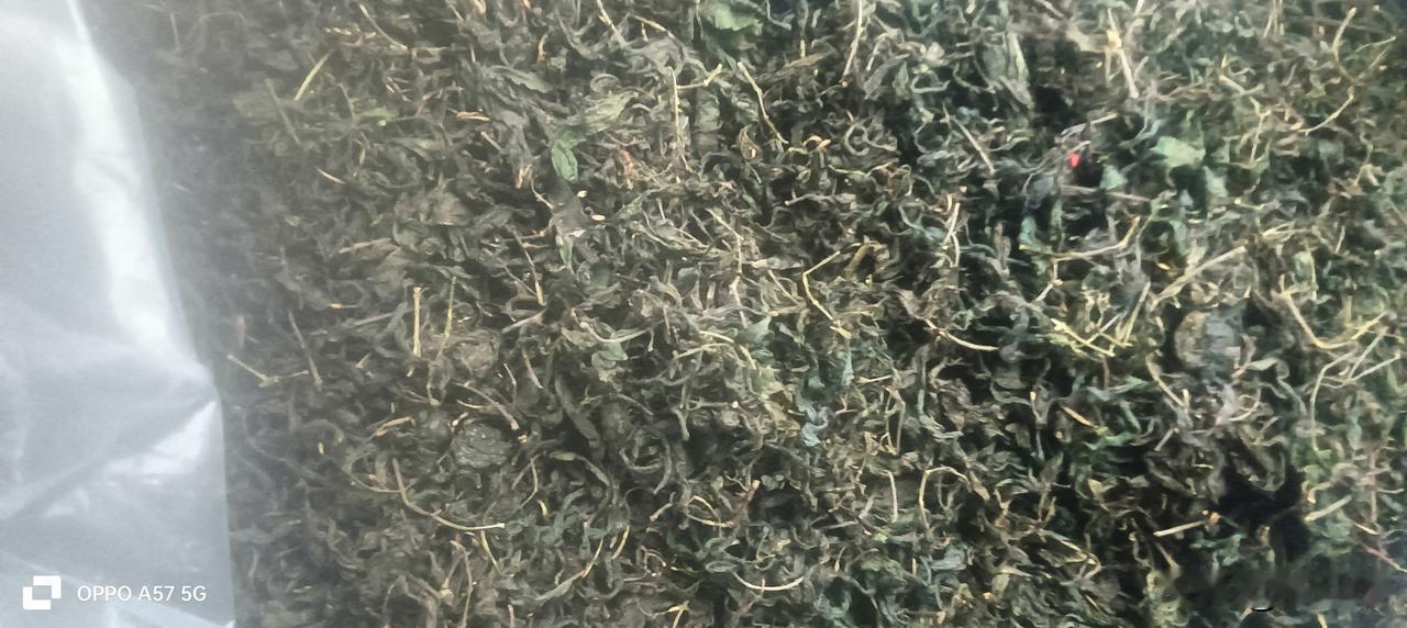 野生黄金茶，有谁要的？