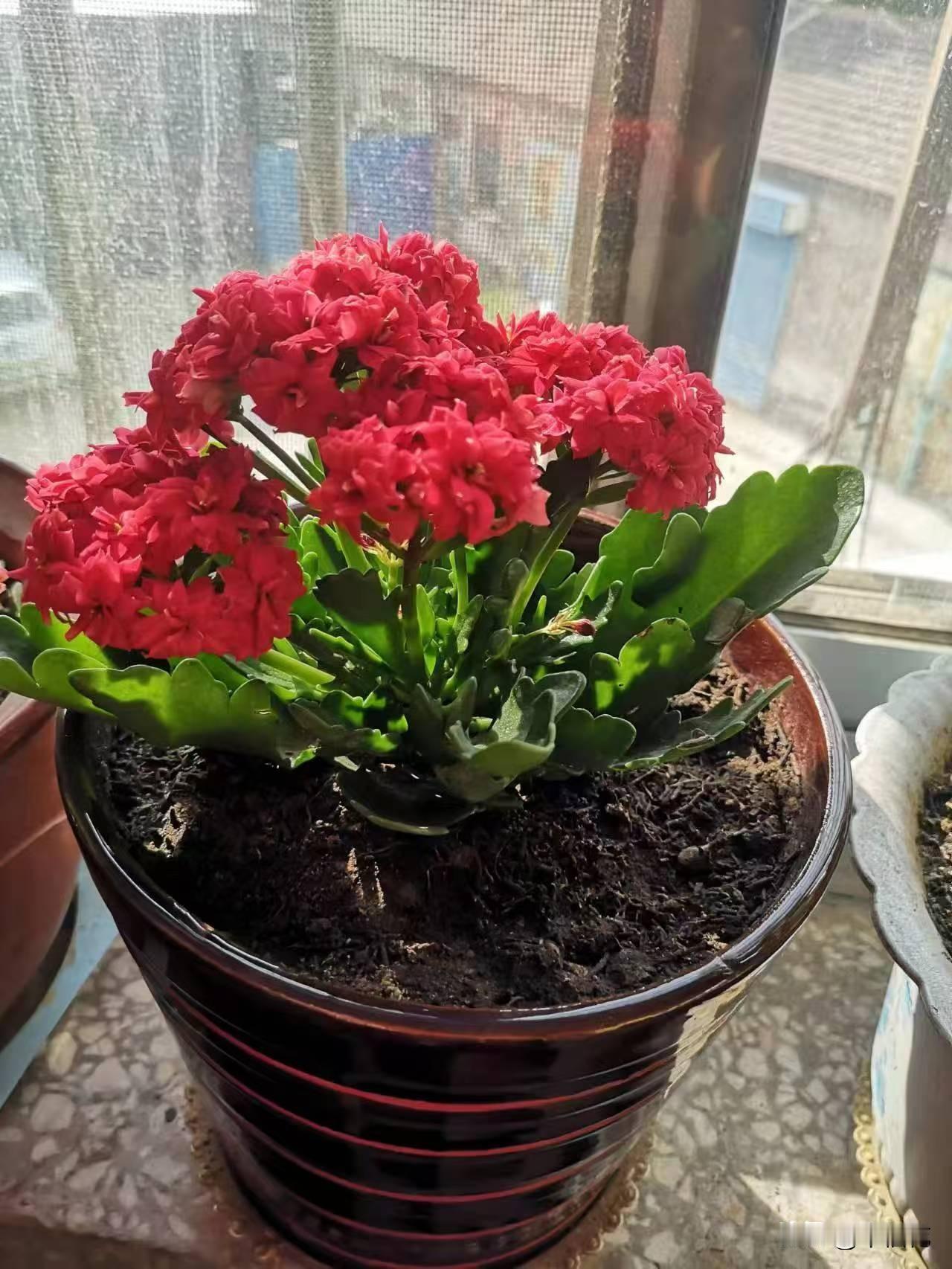 晒图笔记大赛我家的花开了