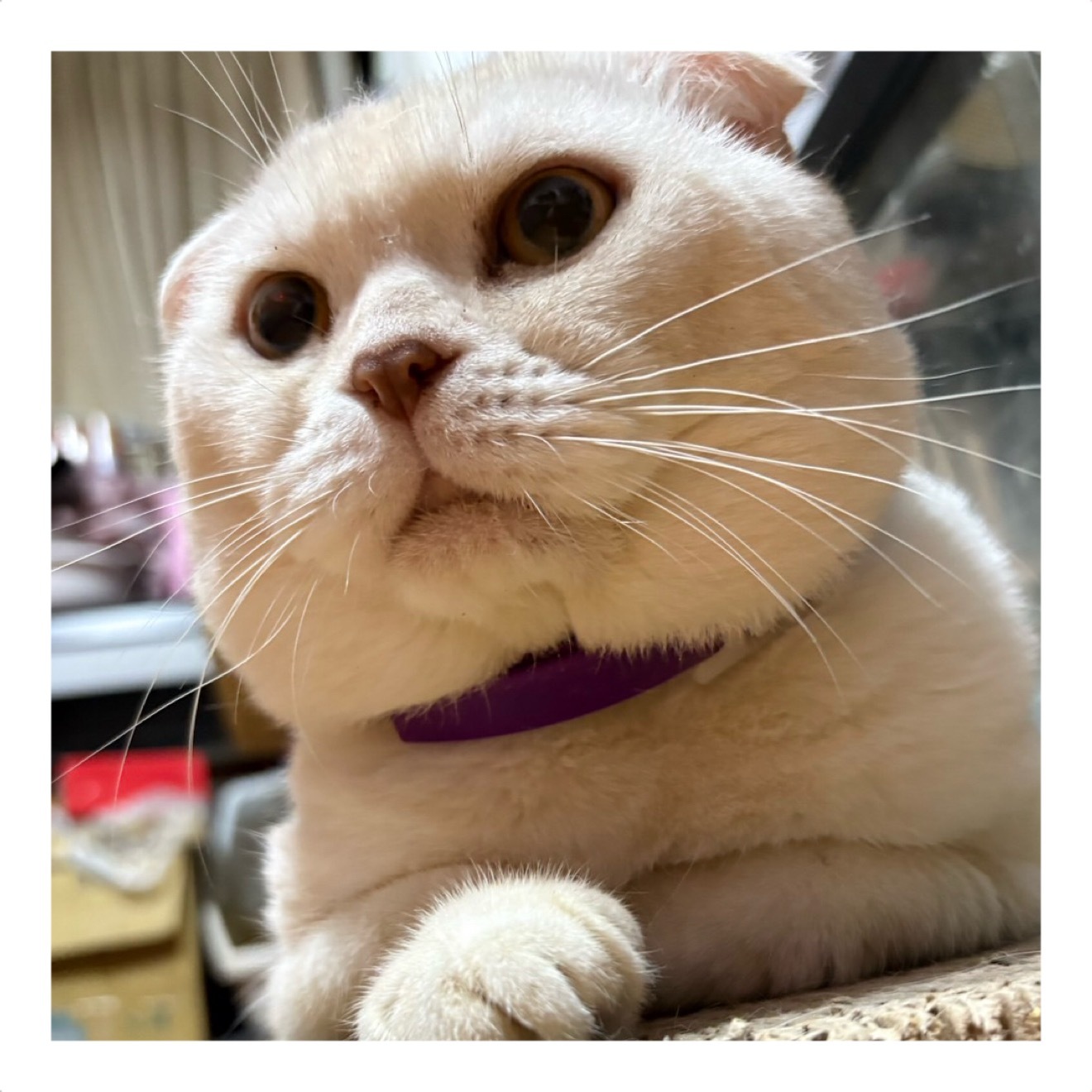 奶油味🐈 