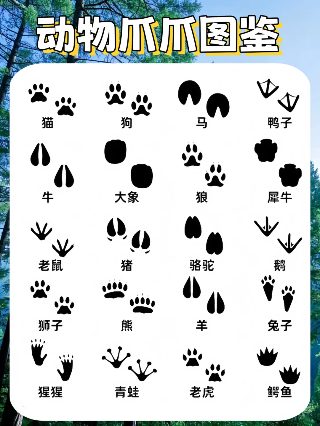 动物爪爪图鉴|你见过几种？