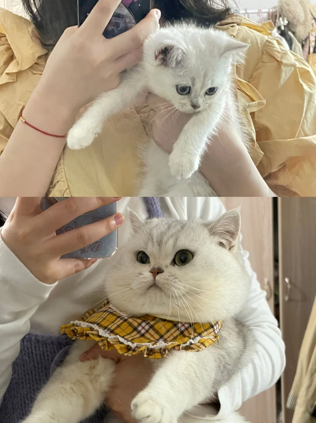 时间的参照物，是我养大的小猫孩