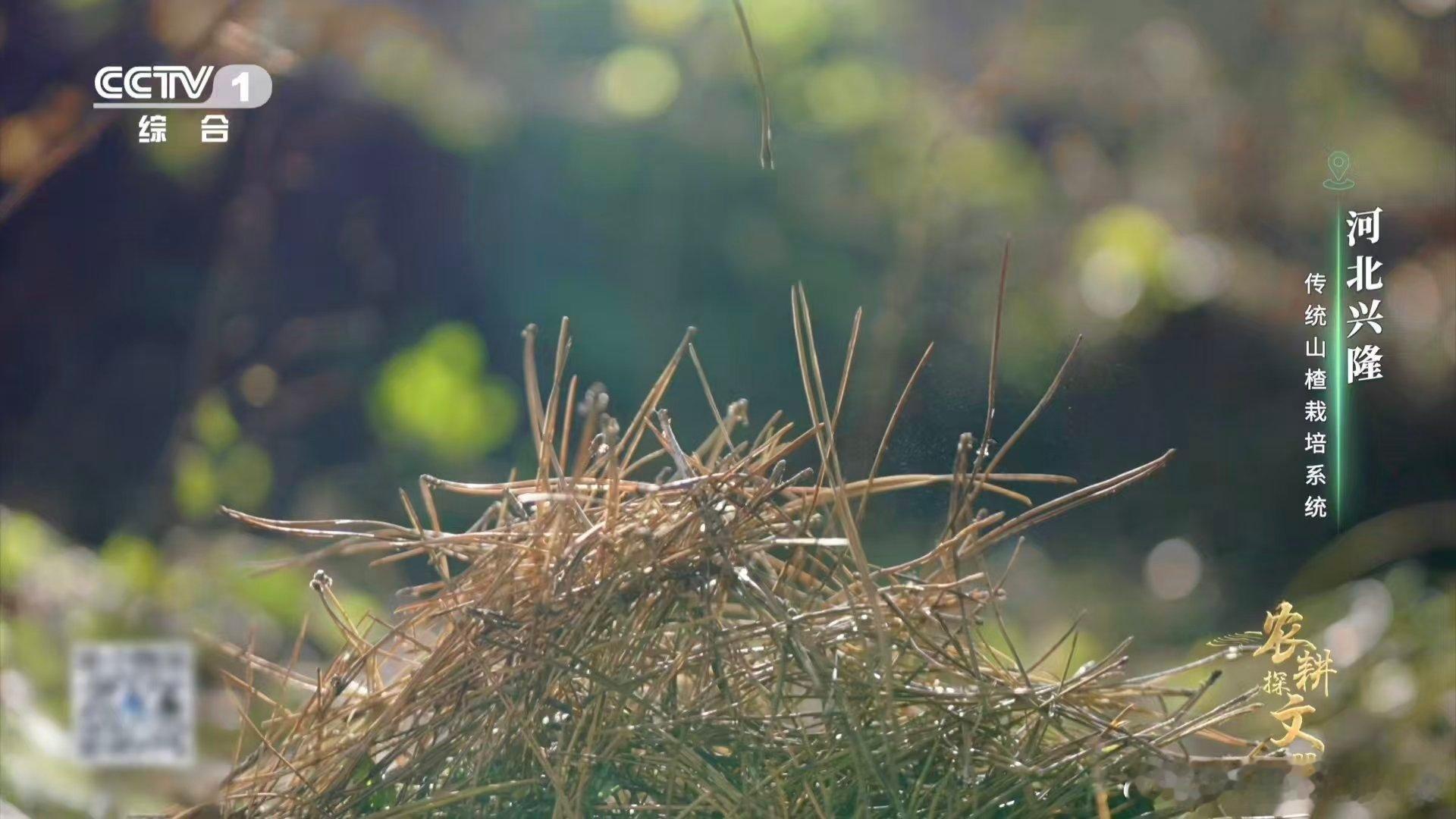 松针让山楂更好吃了山楂树也有定制营养餐 老辈传下来的法子！兴隆用松针养山楂，不用