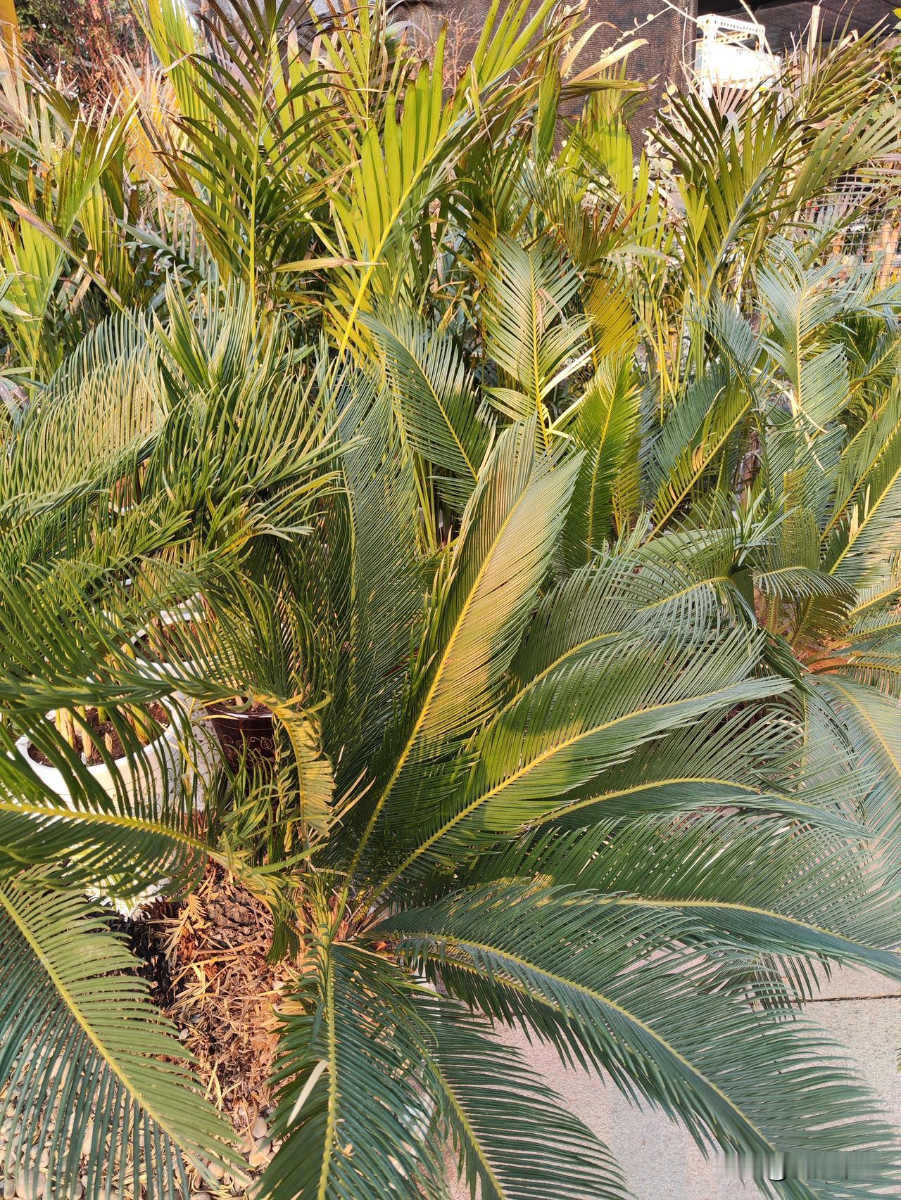 你敢每天发一张随手拍照片吗天气热起来了。这就是证明，再热下去，庄稼都干恹了。