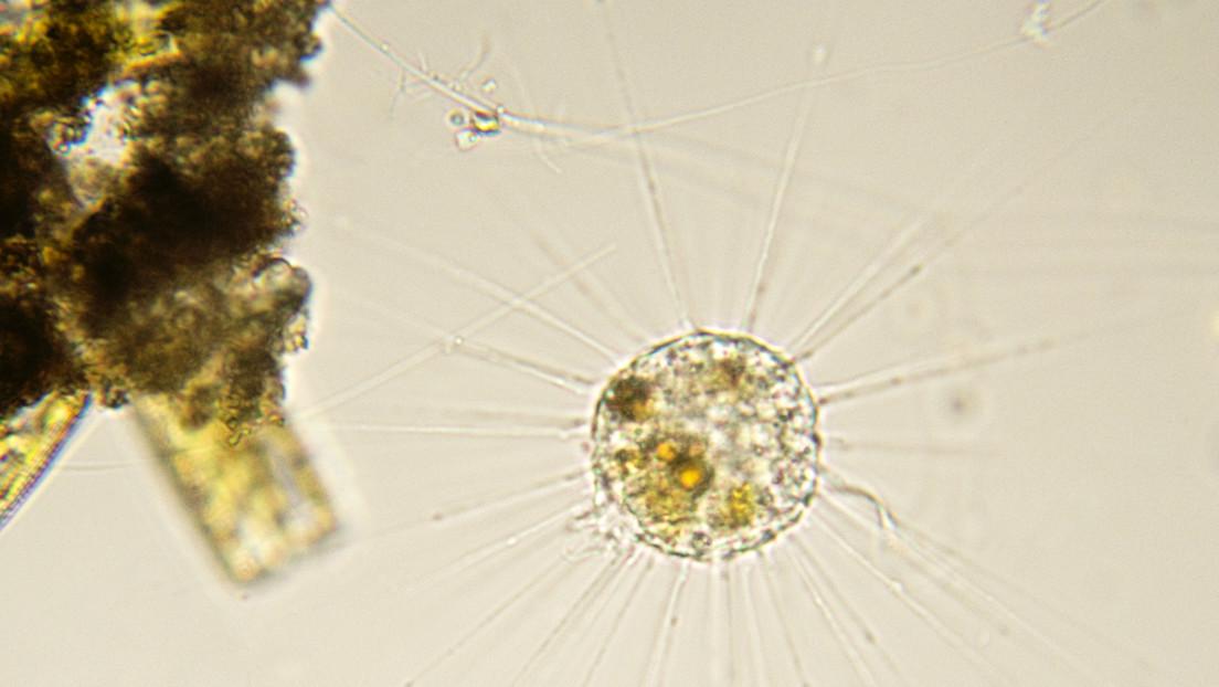 【俄罗斯科学家在西伯利亚冻土中发现存活3.9万年的单细胞新物种】
据外媒5月11