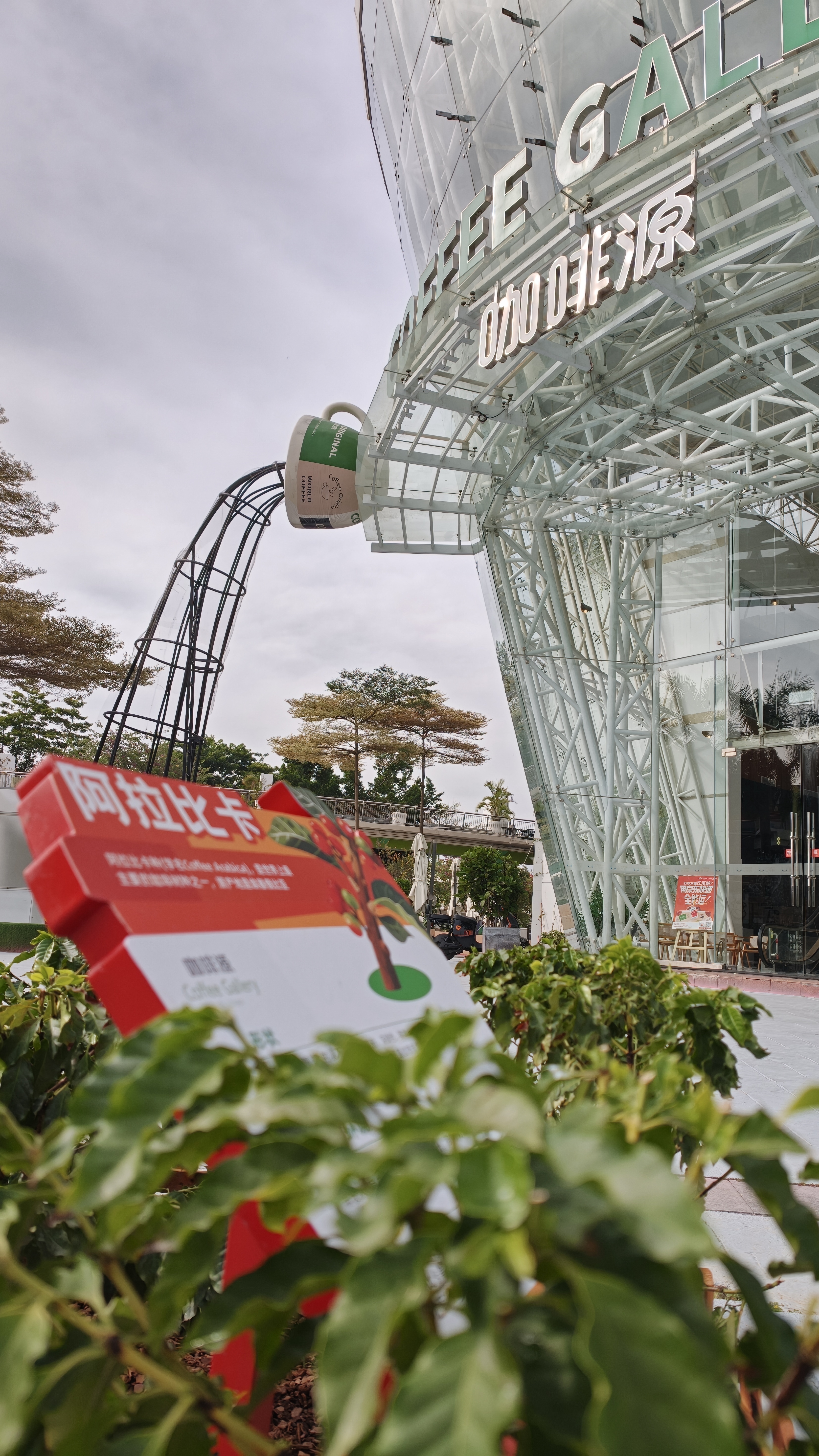 如果你真爱咖啡，那么真的可以过来这里看看毕竟咖啡豆可能很多人都见过，但是咖啡树长