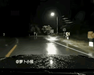 科学也解释不了了！女子雨夜开车途经路口，一只白鸽突然落在车头，停留片刻后飞走。她