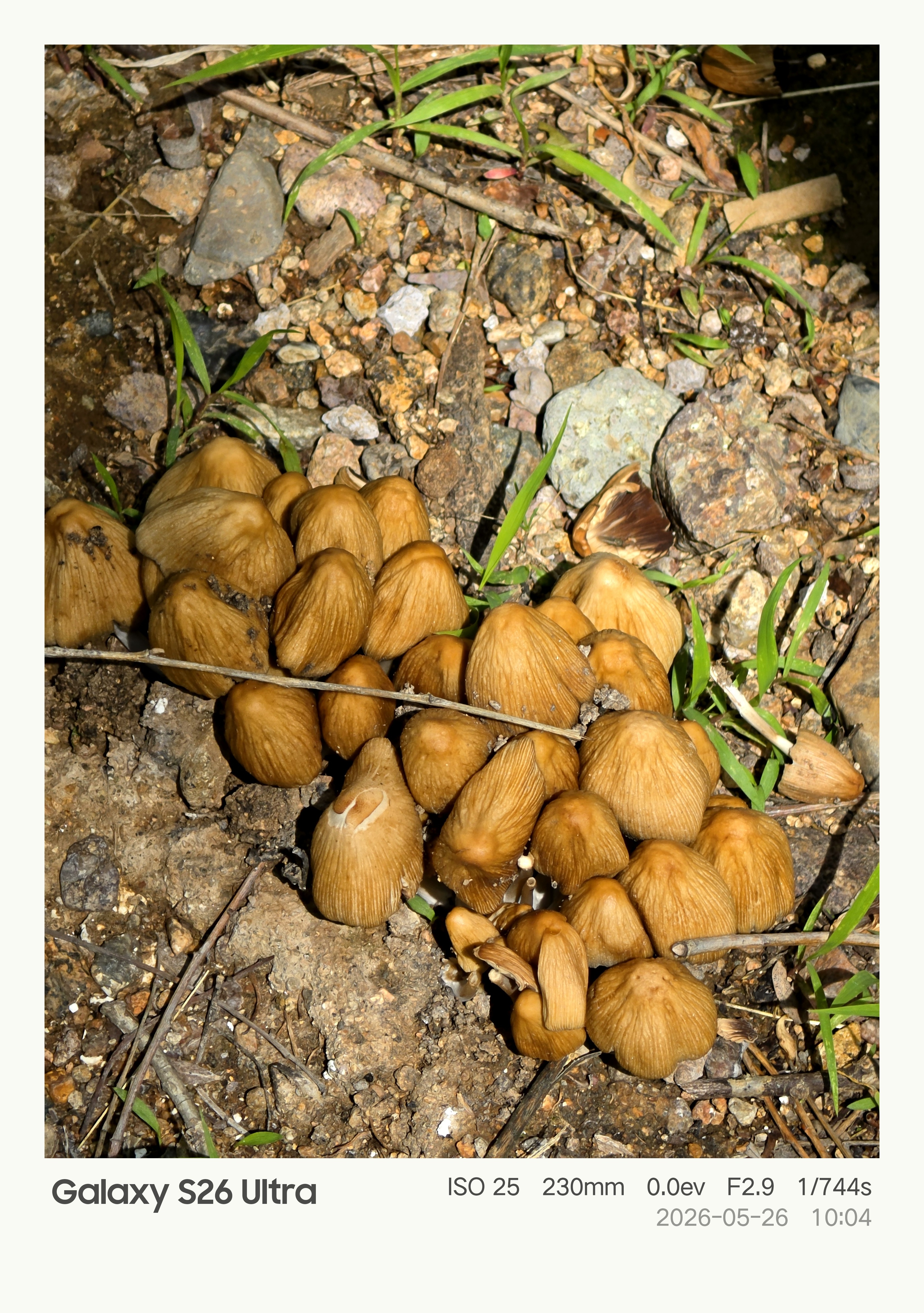 你们那管这蘑菇叫什么？我们这叫狗尿苔。 