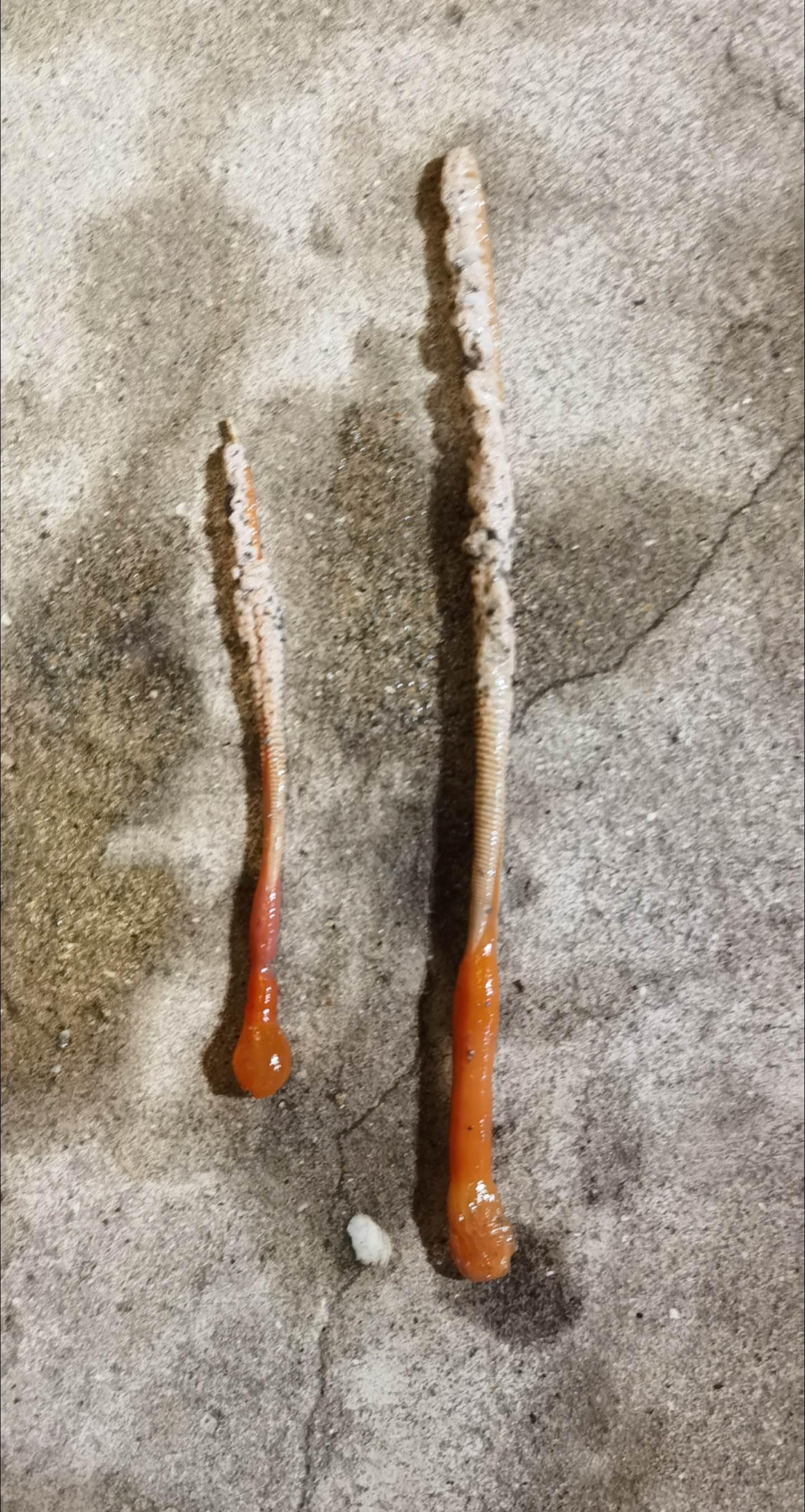 昨天赶海挖的，不知道啥东西，向广大网友求助。