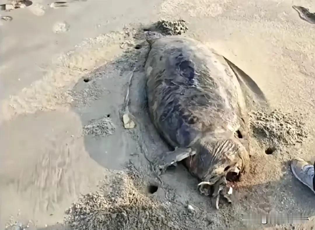 广东湛江海滩发现疑似儒艮尸体，这事儿挺让人唏嘘的。儒艮之前都被宣告在中国大陆沿海