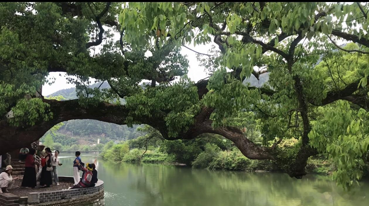 宽窄思语 看这株古树，横斜探向水面，不问此岸彼岸，只将浓荫化作渡口。世人常困于心