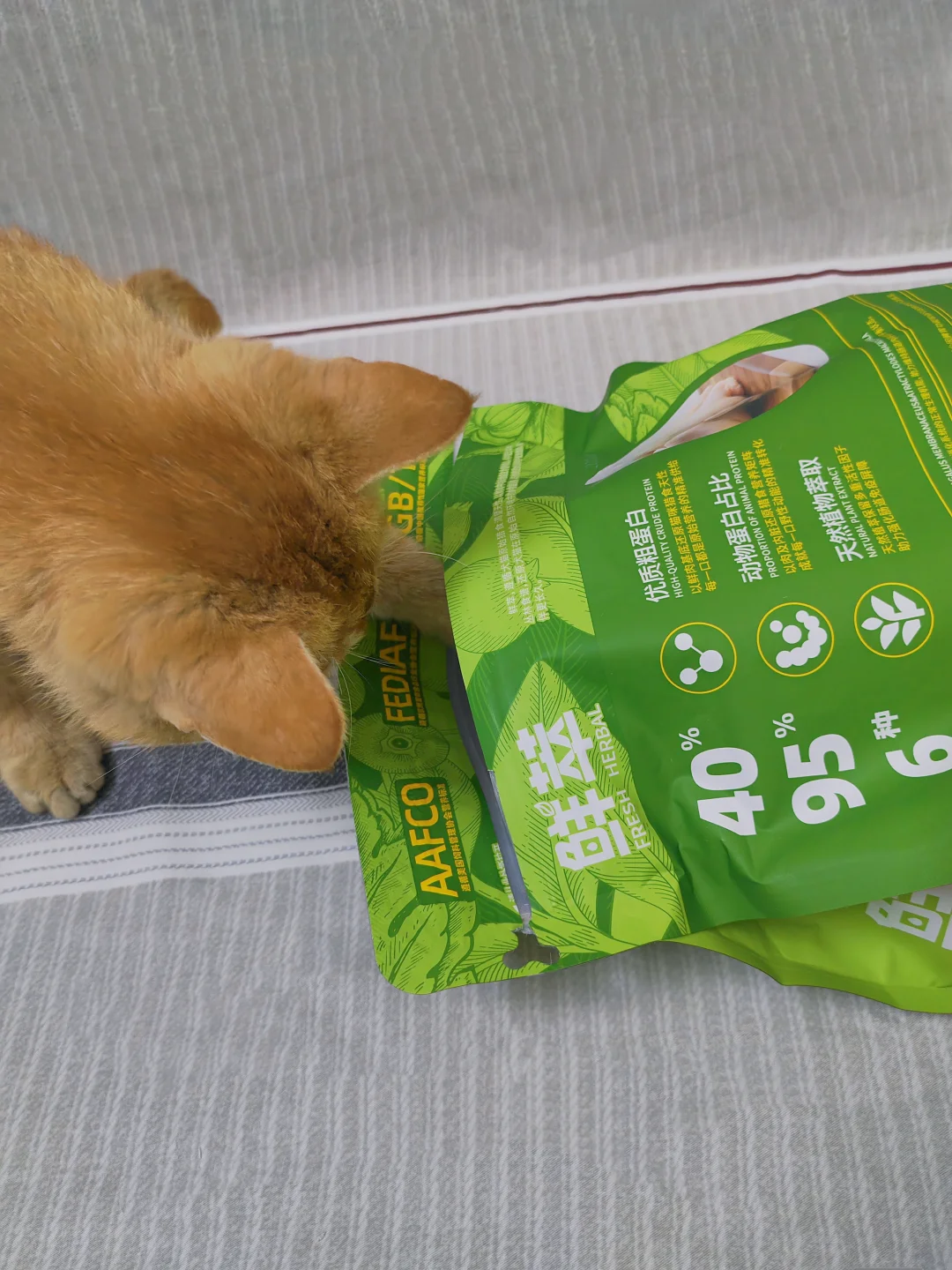 干饭养胃两不误，猫咪爱吃