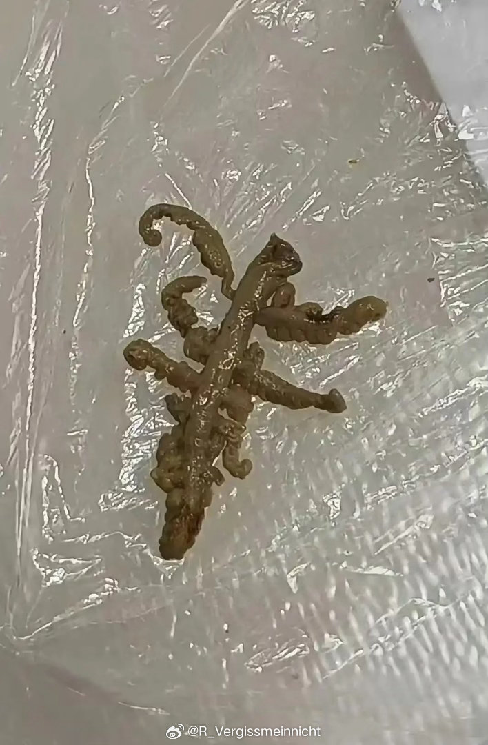吃麻辣烫吃到的，人都麻了，有没有人知道这是什么？