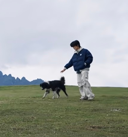 小狗逗小狗 ​​​