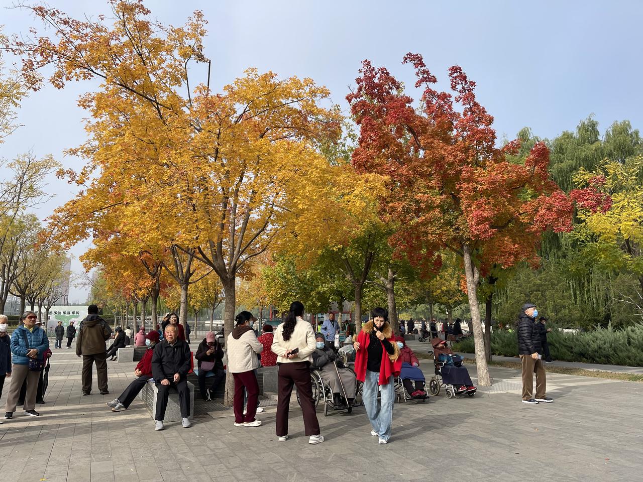 金秋，又是金秋！今年最亮丽的秋色，相遇在莲花池公园！！不老的秋，不老的人，唱着不