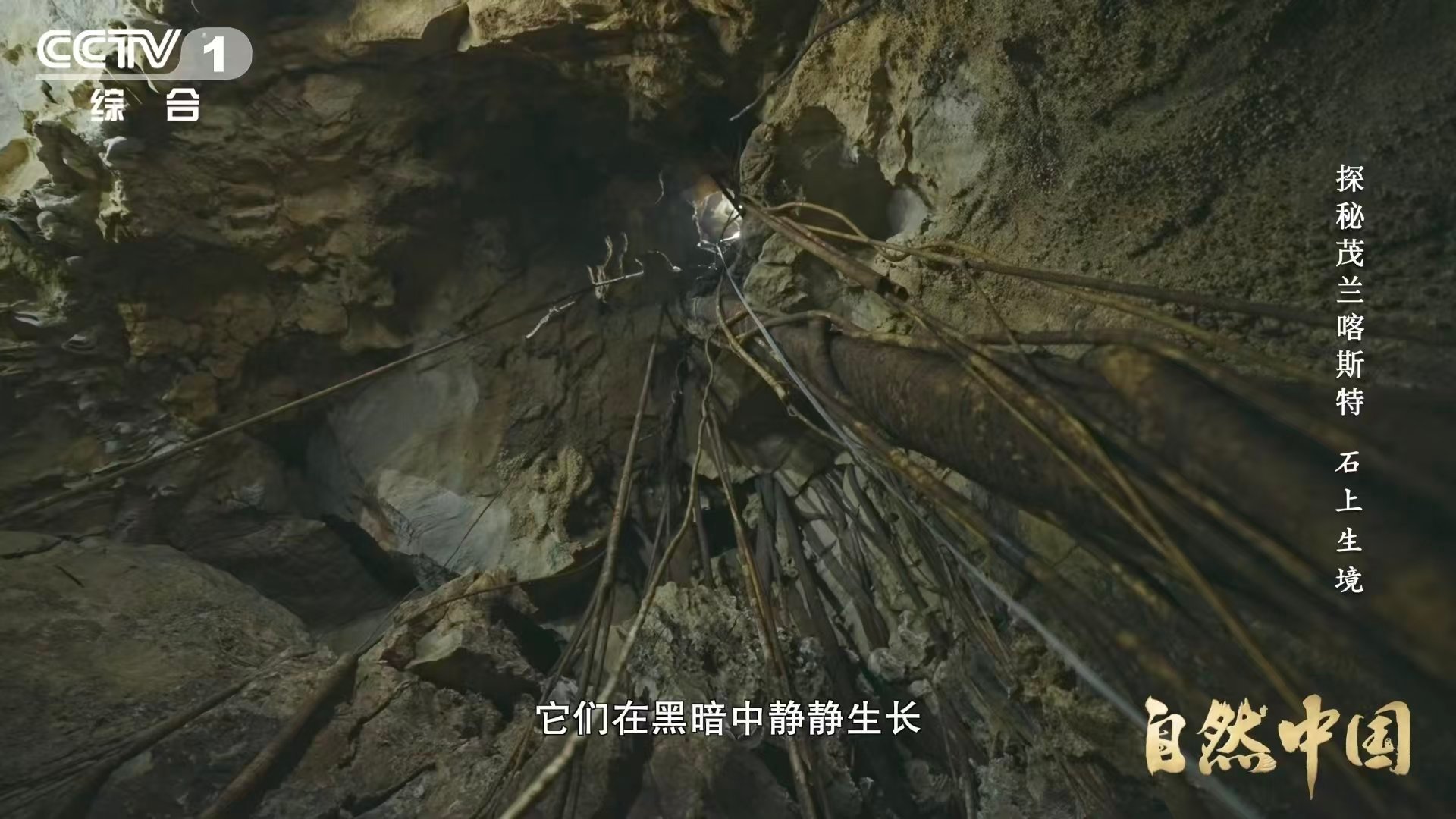 贵州溶洞发现地下反向森林 大地之下，根脉如网，倒悬成林。幽暗溶洞里，暗河低语，腐