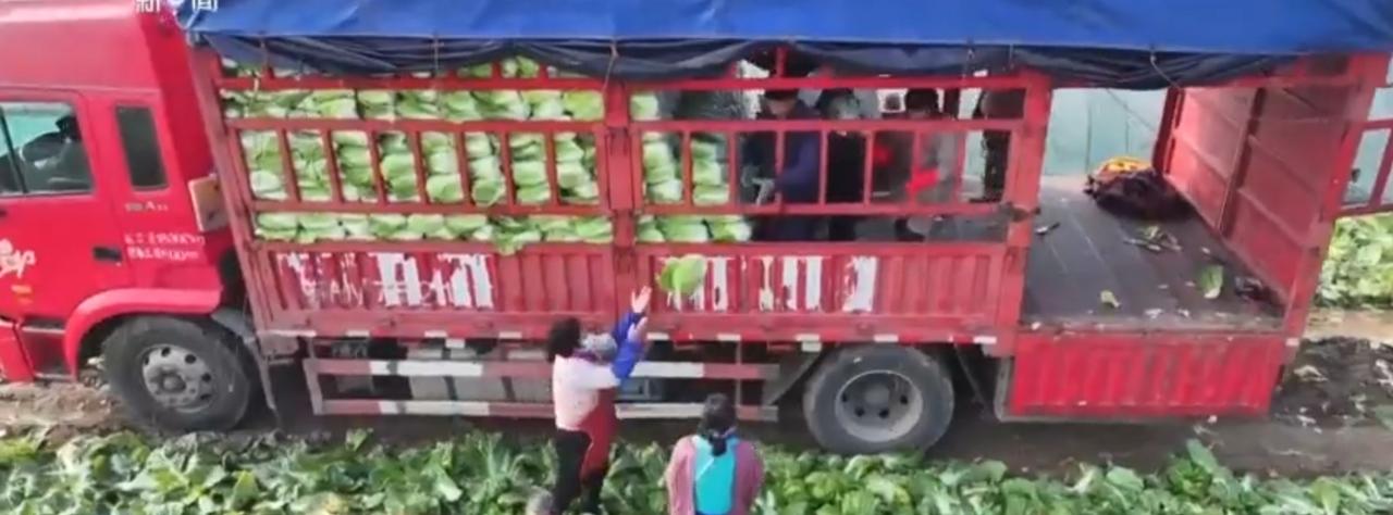 满载新鲜蔬菜的红色货车正在装卸，一颗颗蔬菜从田间地头被送上运输线，开启了从产地到