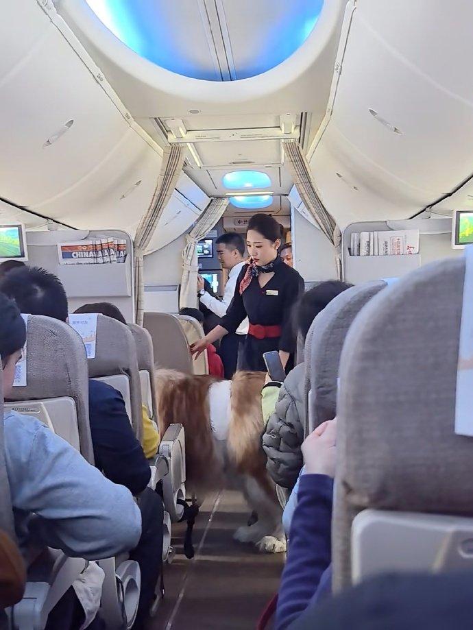 今天刷到这组图，我直接看傻了！
飞机客舱的过道里，居然站着一只体型超大的阿拉斯加