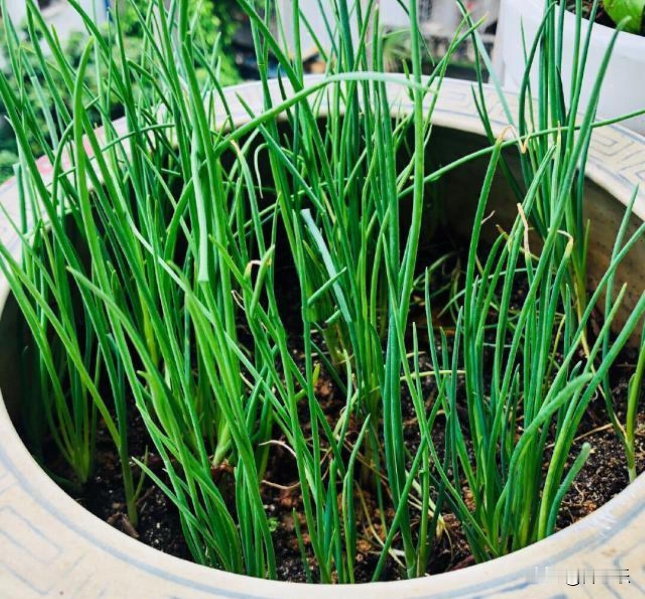 阳台种了一盆葱，我竟然两个月没买过葱了

我人生中第一盆种成功的植物，不是花，不