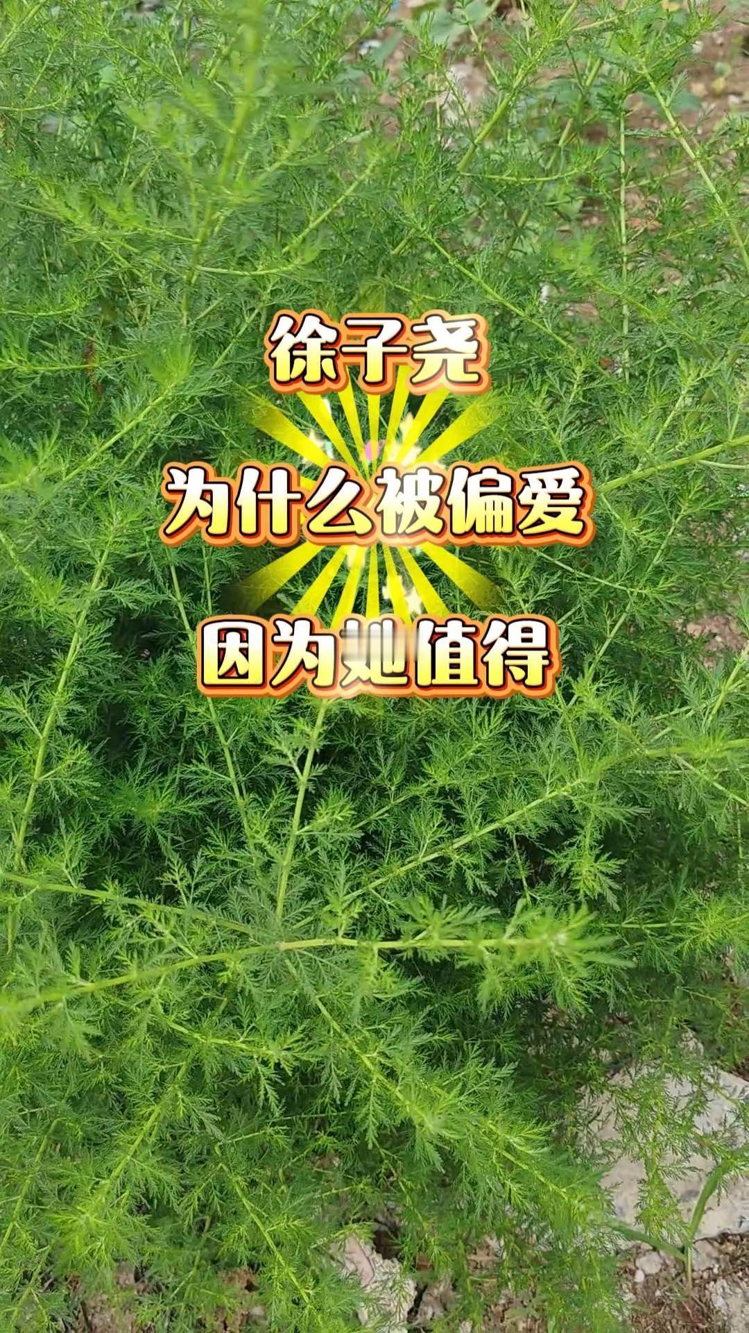 徐子尧 偏爱实力音乐人品