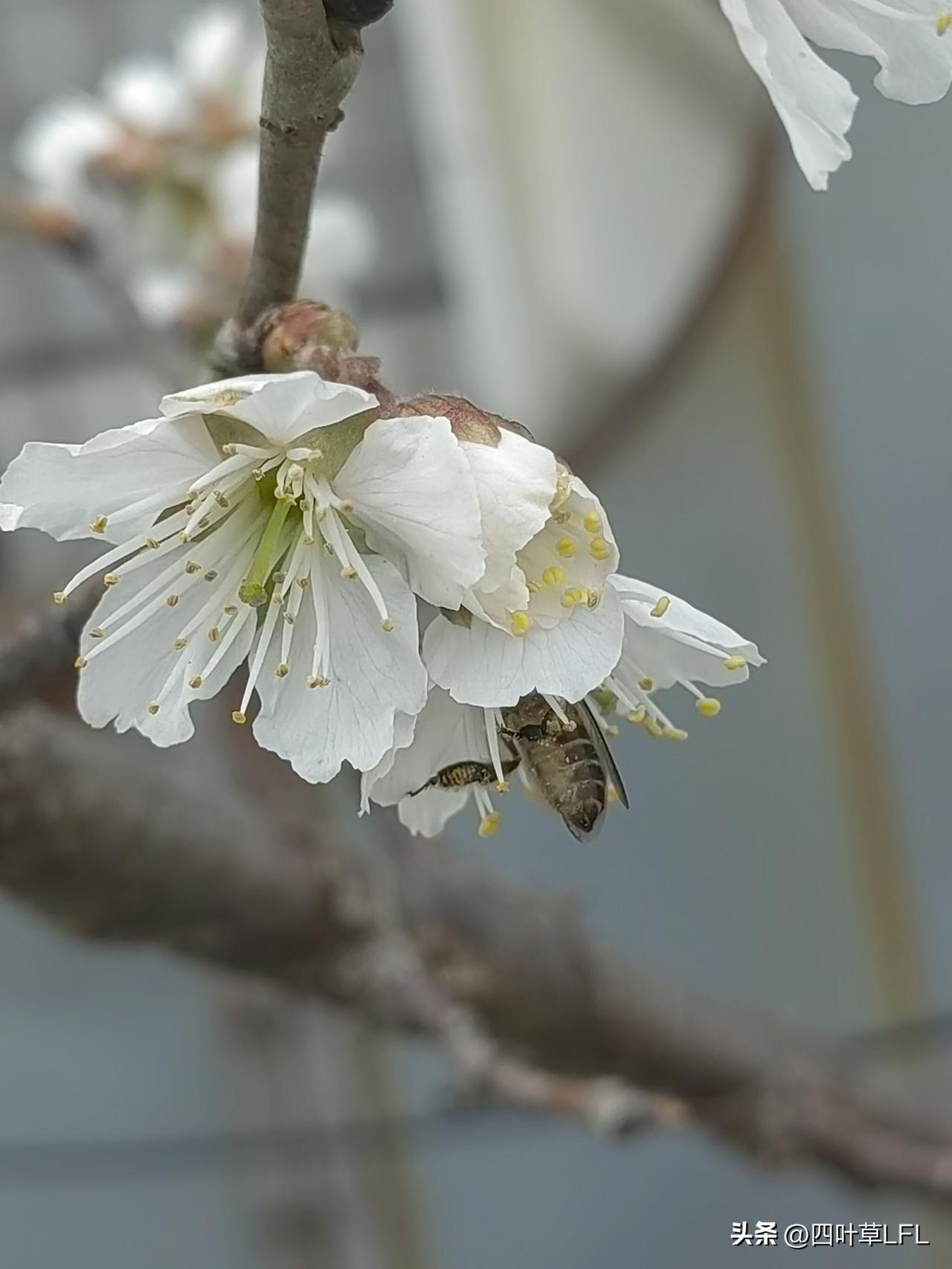 春日暖阳下，蜜蜂采蜜忙，花开花落间，生命如此美好。