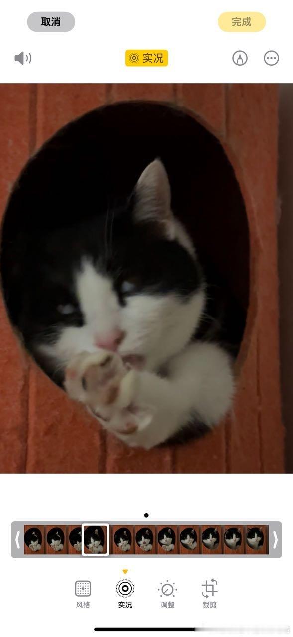 49554【丑猫】就这样旁若无人的啃脚 香拽了 