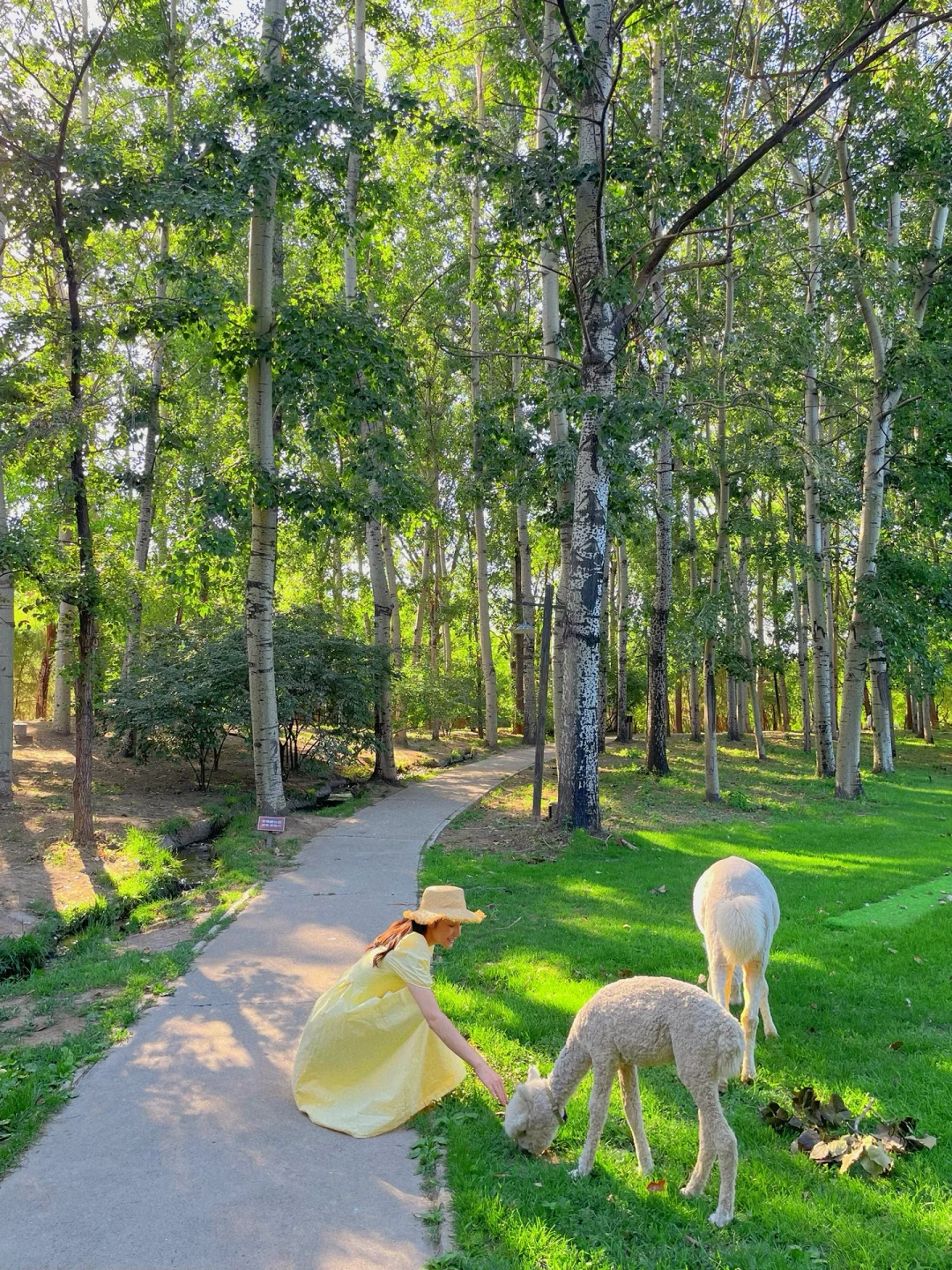 真的不是国外|北京‘’小奈良‘’简直美炸天🦌