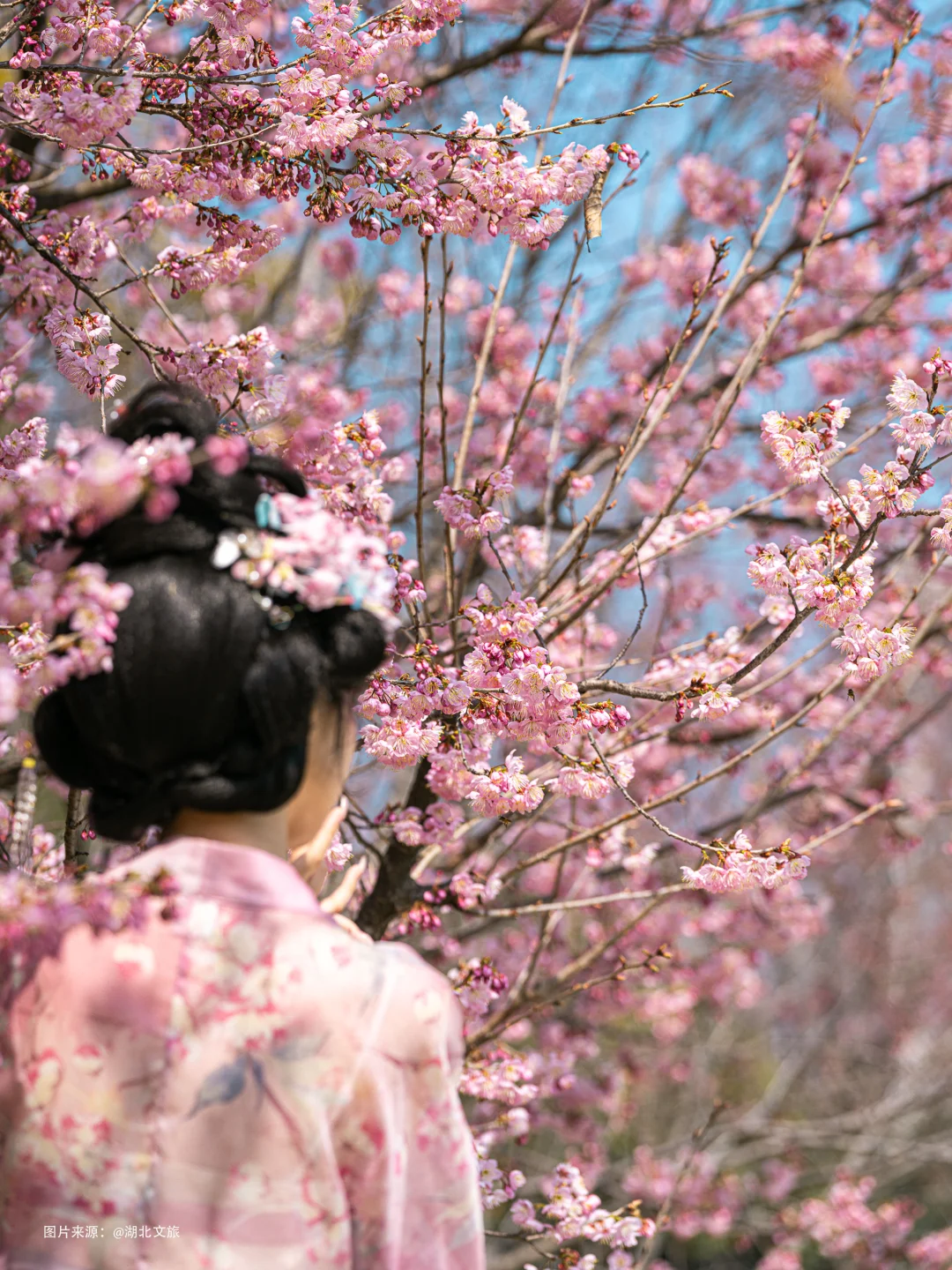 报告❗️武大的早樱已经盛开啦🌸