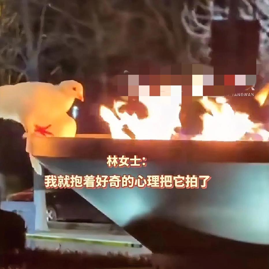 鸽子站火边突然跳进去！网友：这是要浴火重生？
 
俩鸽子凑在火堆旁，其中一只突然
