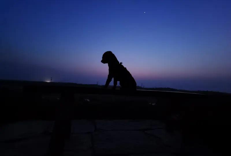 狗宁夜已深