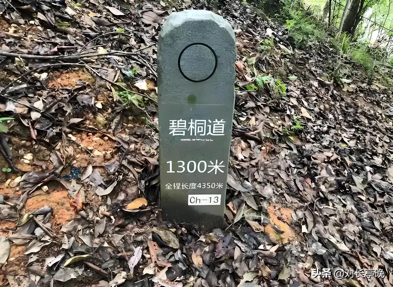 现在是爬山的好时节。之前几年，每个周末都要忙着送儿子学棋学琴，现在好了，该学的学