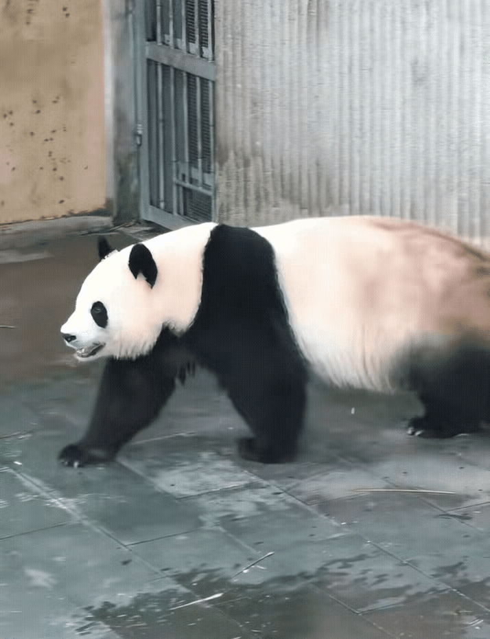 小月亮看妈妈的眼神是不是快拉丝了？月亮公主这样看妈妈是相当少见的，莫非她也沉迷在