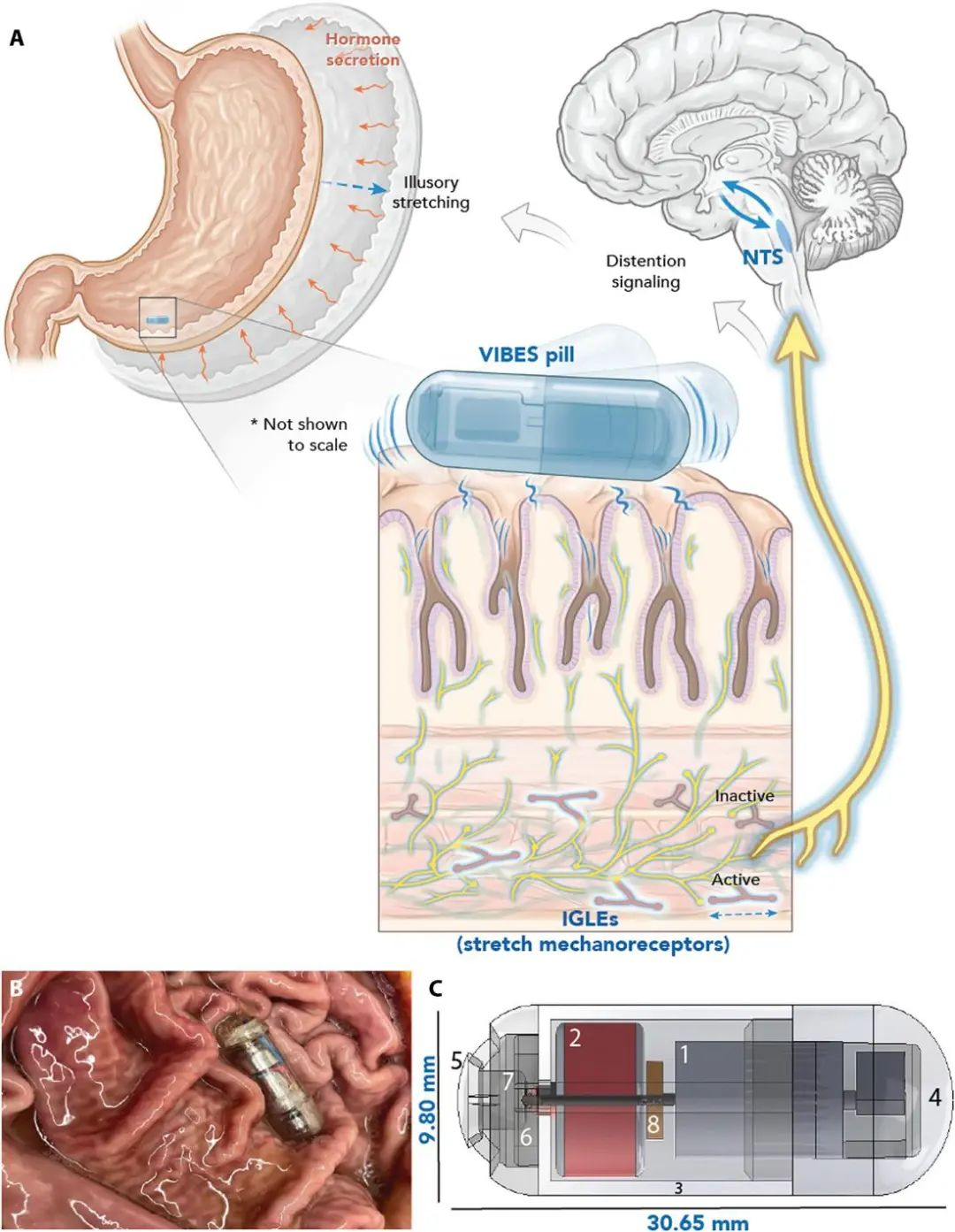 #每天一条冷知识# 国外科学家最近研究了一颗31×10毫米，装有微型马达和电池的