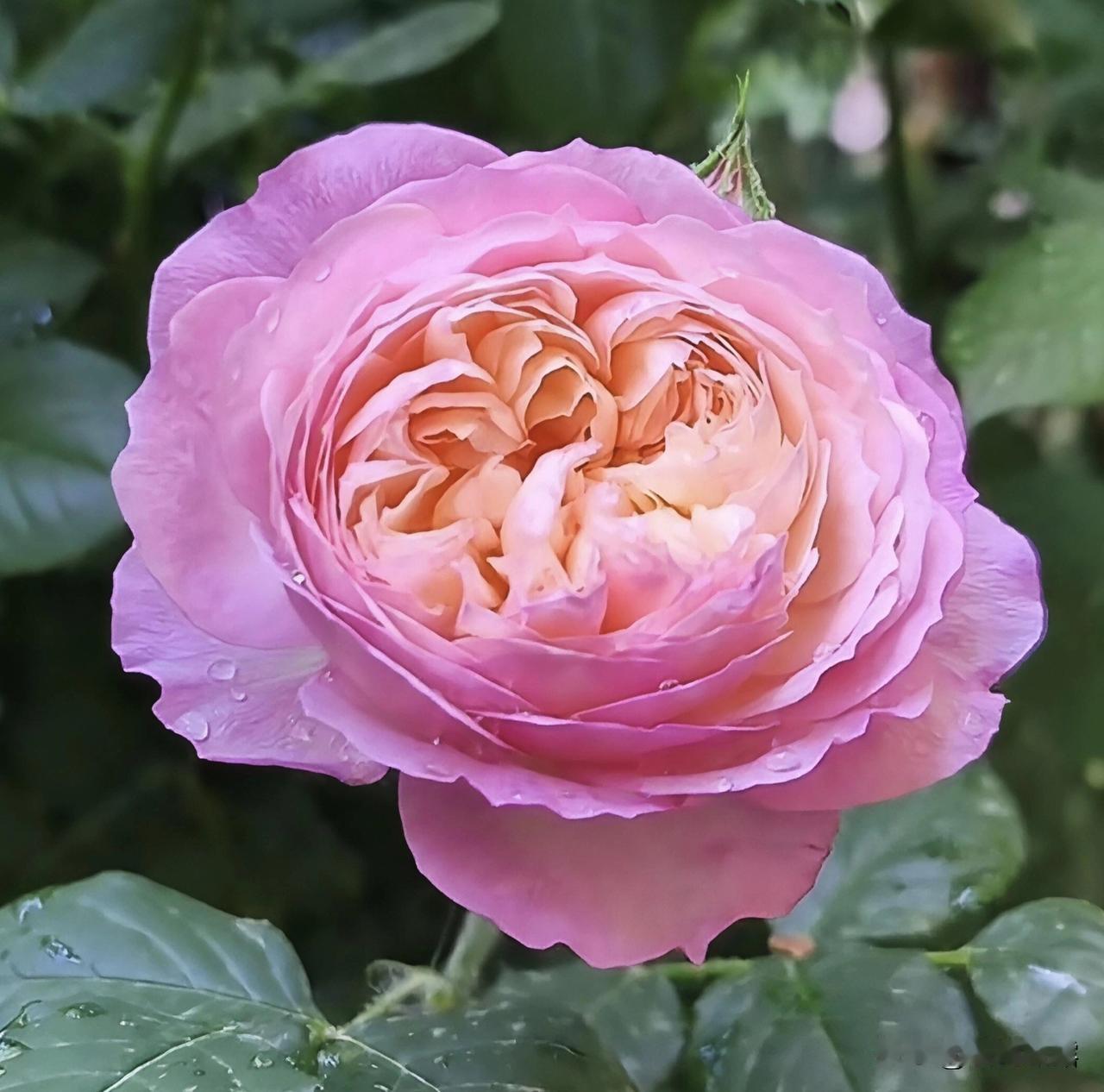 百叶蔷薇，以百叶之名，彰显其独特魅力。花朵美丽，芳菲怡人，每一朵花都绽放着希望的