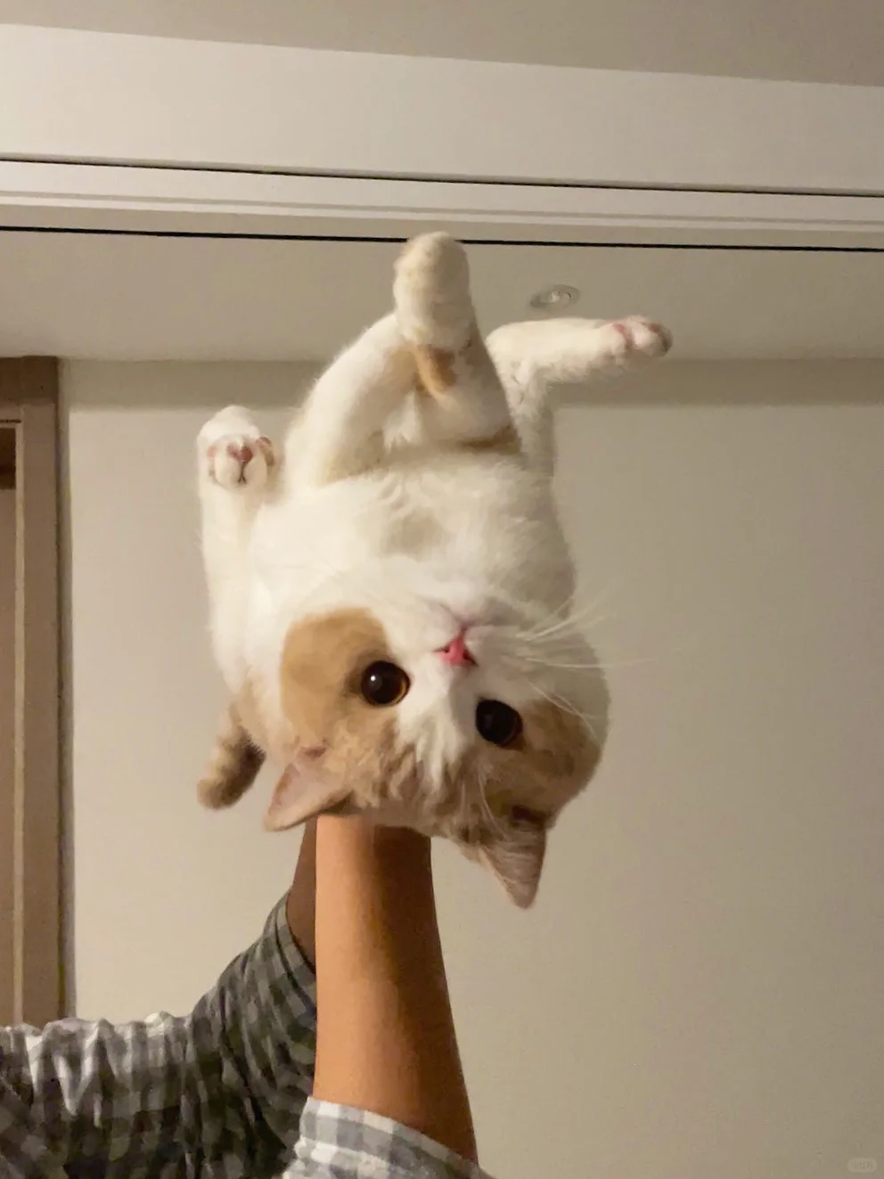 天塌下来有小猫顶着⬆️