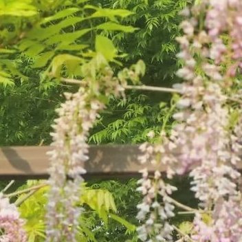 紫藤瀑布裹着春的软香，从架上垂成淡紫的云。风过时，花串轻晃，漏下的光里，远处电视