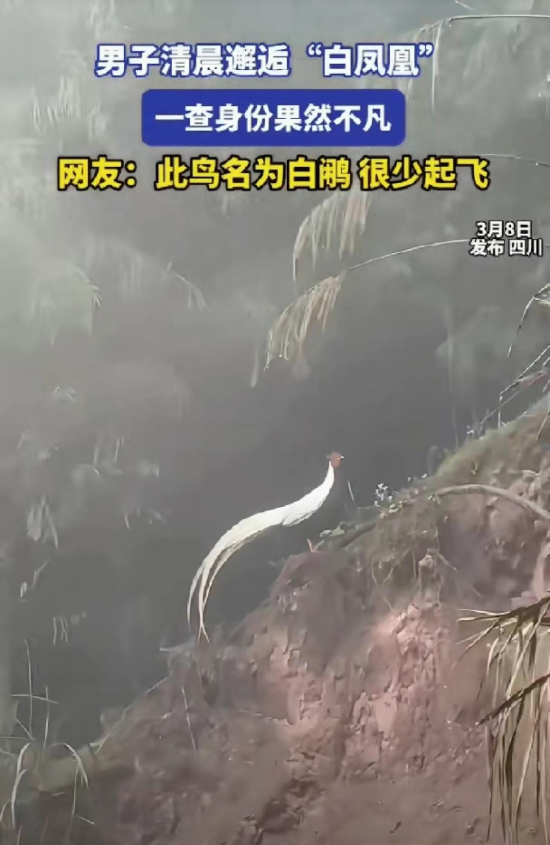 解释不清了，四川，一男子清晨开车进山，突然看见远处树林里出现一个白色的身影，他立