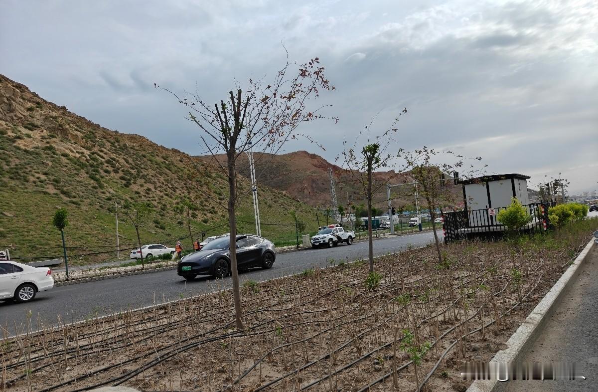 西泉街绿化滴灌何时通水？施工单位回应：近期通水，正在测试

    有居民反映，