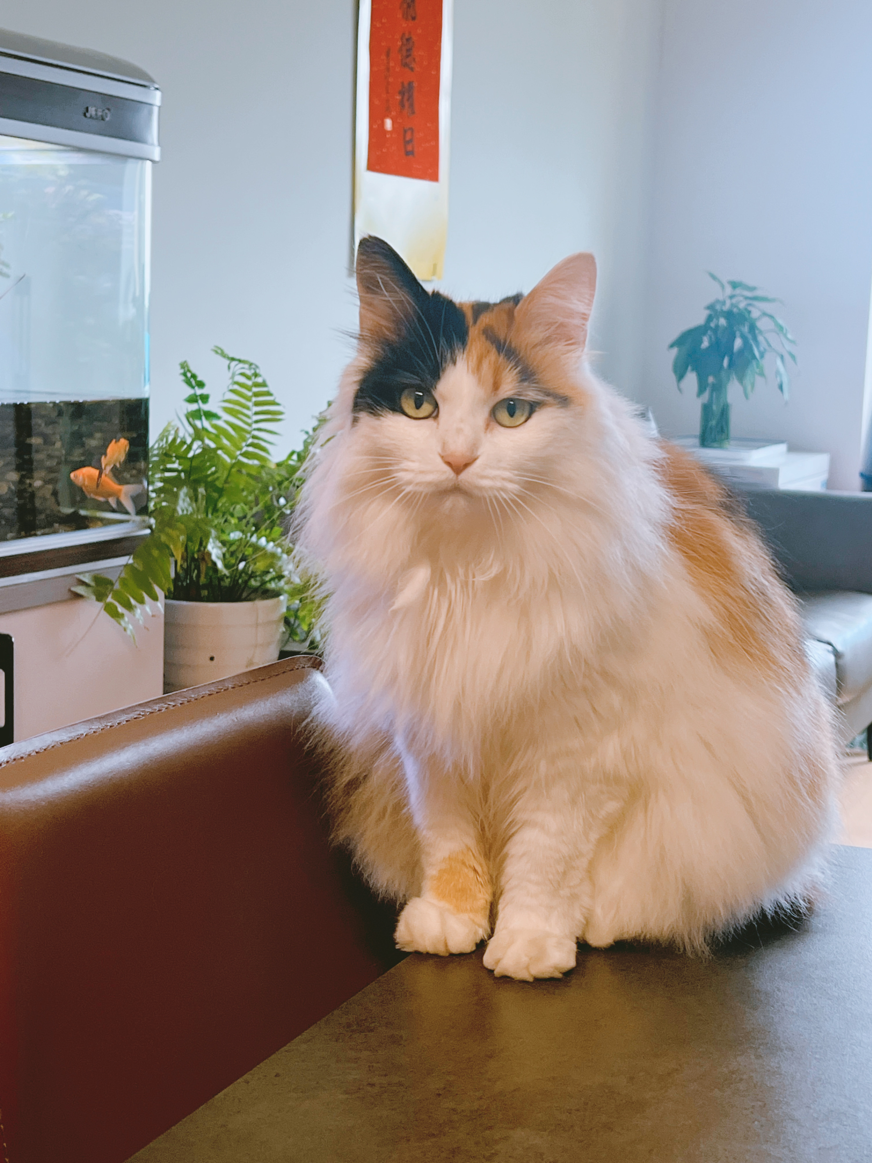 #没有事业心的猫咪不是好猫咪# ​​​