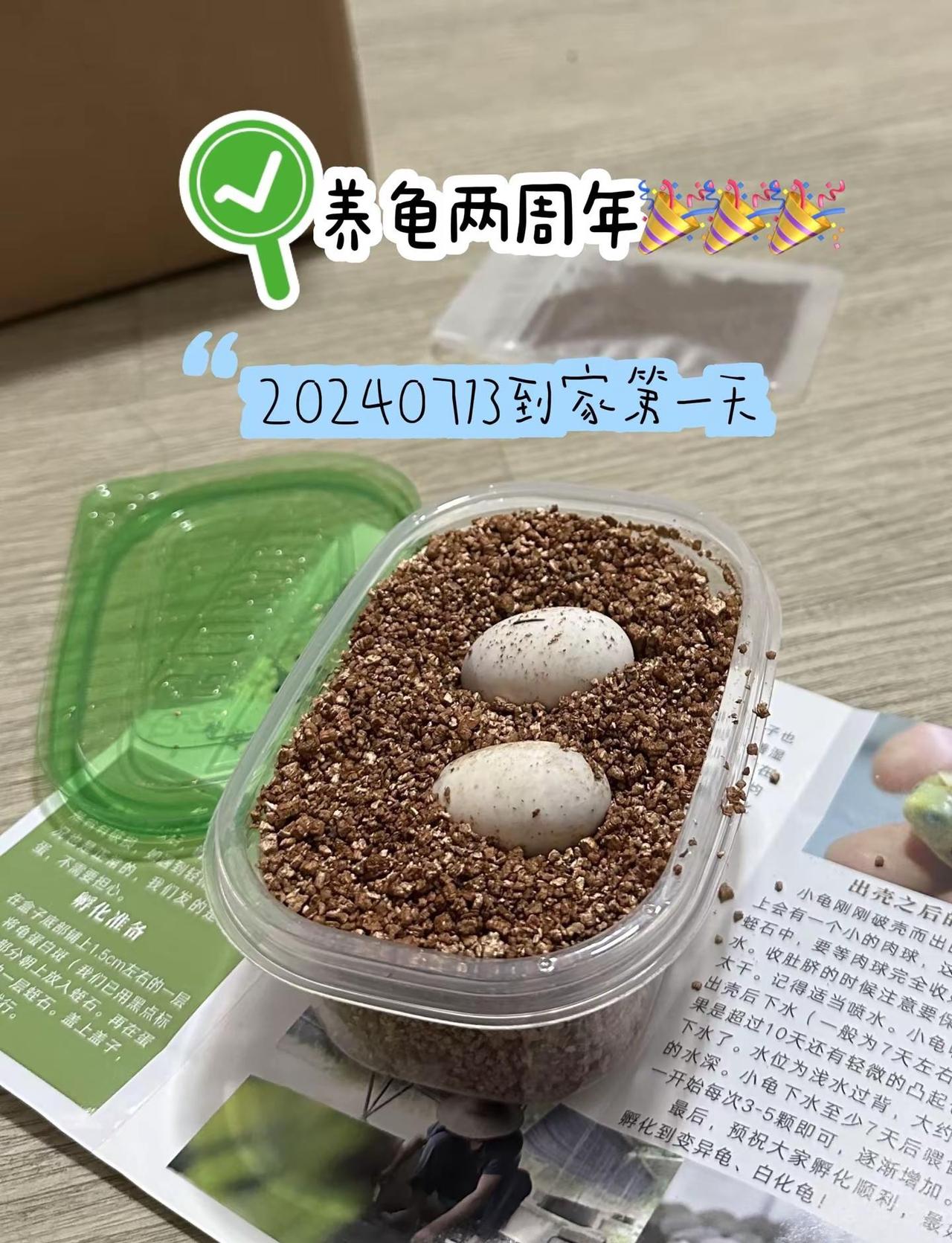 养龟两周年🎉🎉🎉 20240713～20260713，熊大熊二快乐成长中ʕ