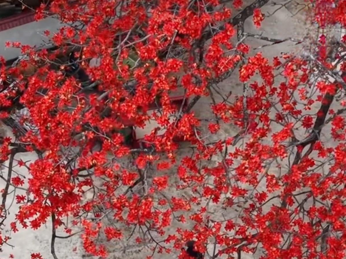 🔥燃炸！云南400年木棉王怒放，红透半边天。云南禄劝乌蒙乡，400年木棉古树迎