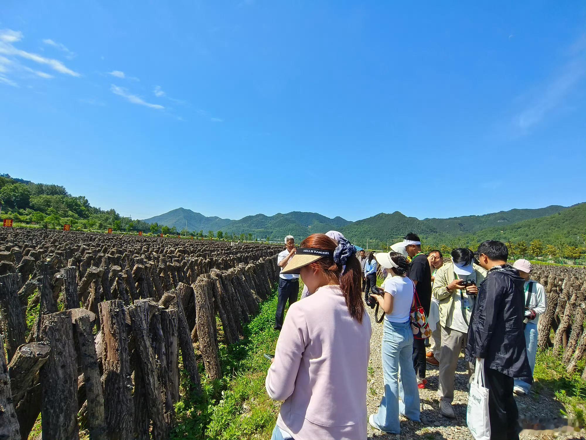 甘肃两当木耳走出深山【两当椴木木耳：林下经济的生态样本】 两当县左家乡的大庄村，