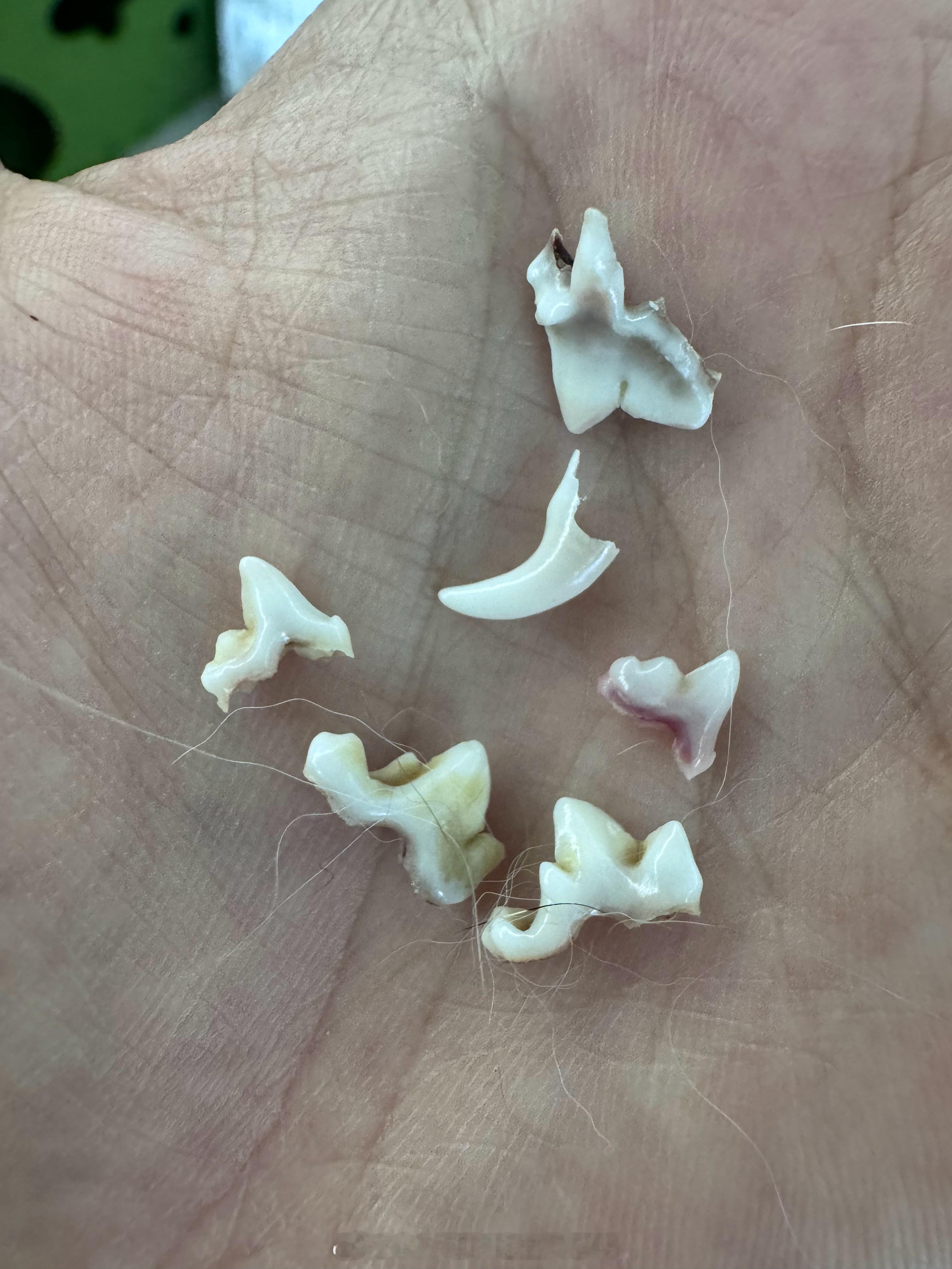 狗的牙好多啊，一直捡到 ​​​