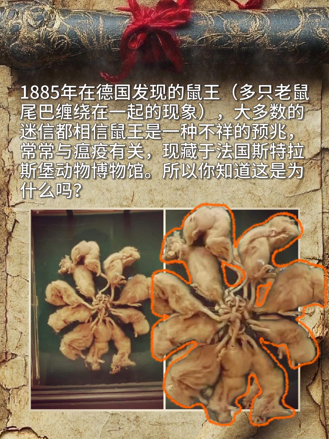 1885年在德国发现的鼠王（多只老鼠尾巴缠绕在一起的现象），大多数的迷...