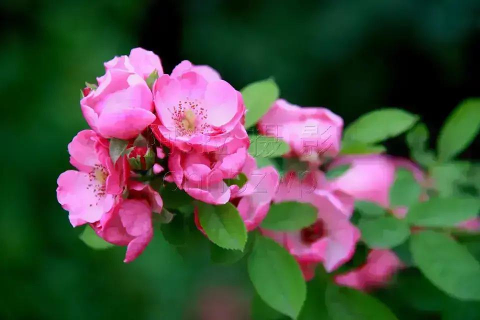 读诗赏花(1)：月季花(1)

《月季》
【宋】苏轼
花落花开无间断，春来春去不